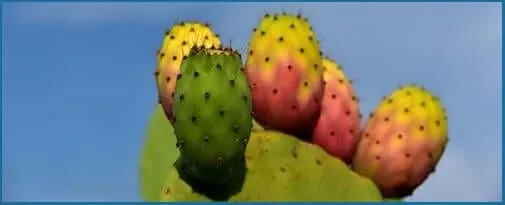 Prickly Pear fruit added to NerveCalm supplement.