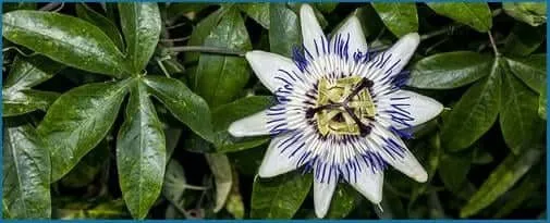 Passionflower used in NerveCalm for natural calming benefits.