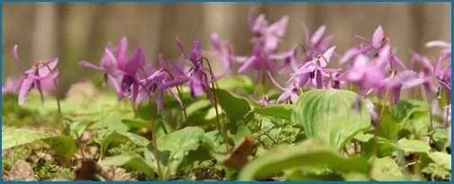 Corydalis Yanhusuo herb used in NerveCalm natural formula.